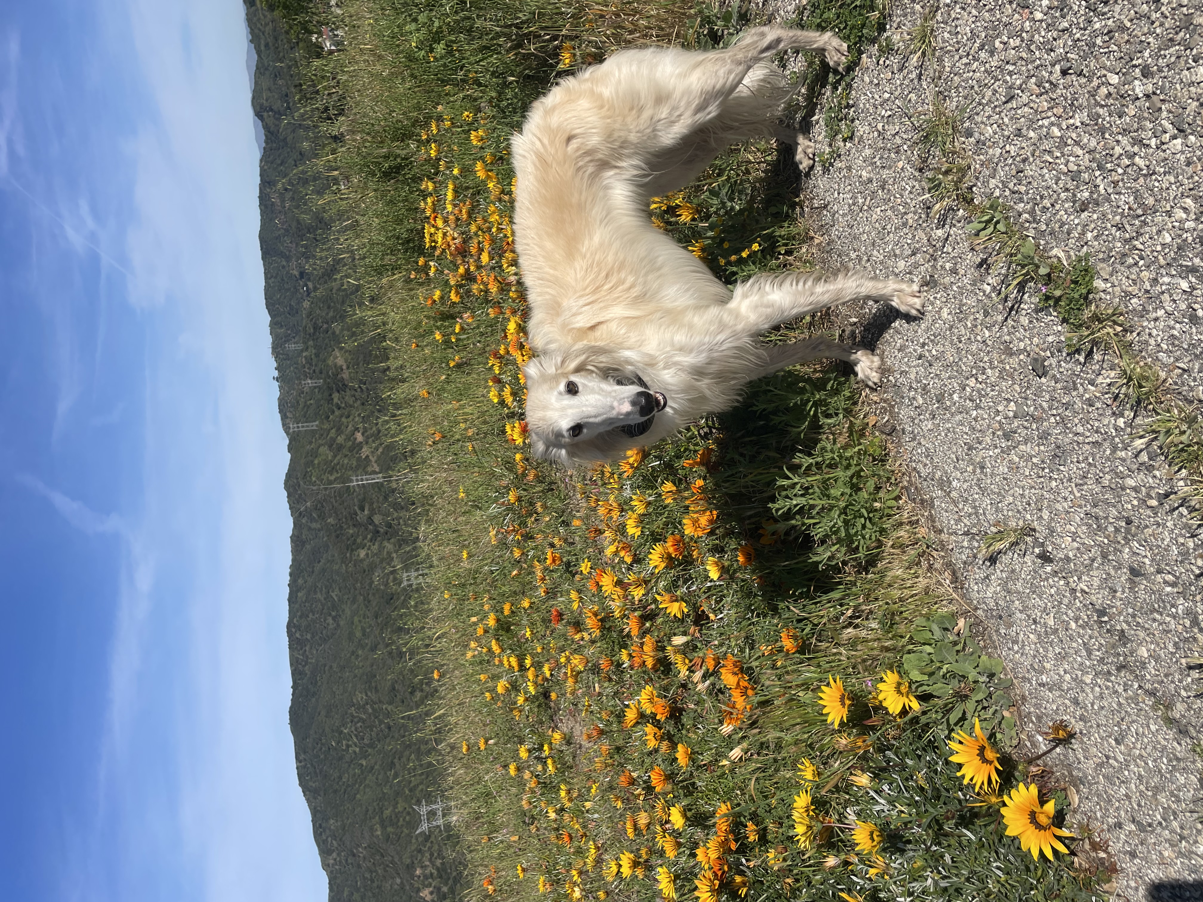 dog lizzy with flowers